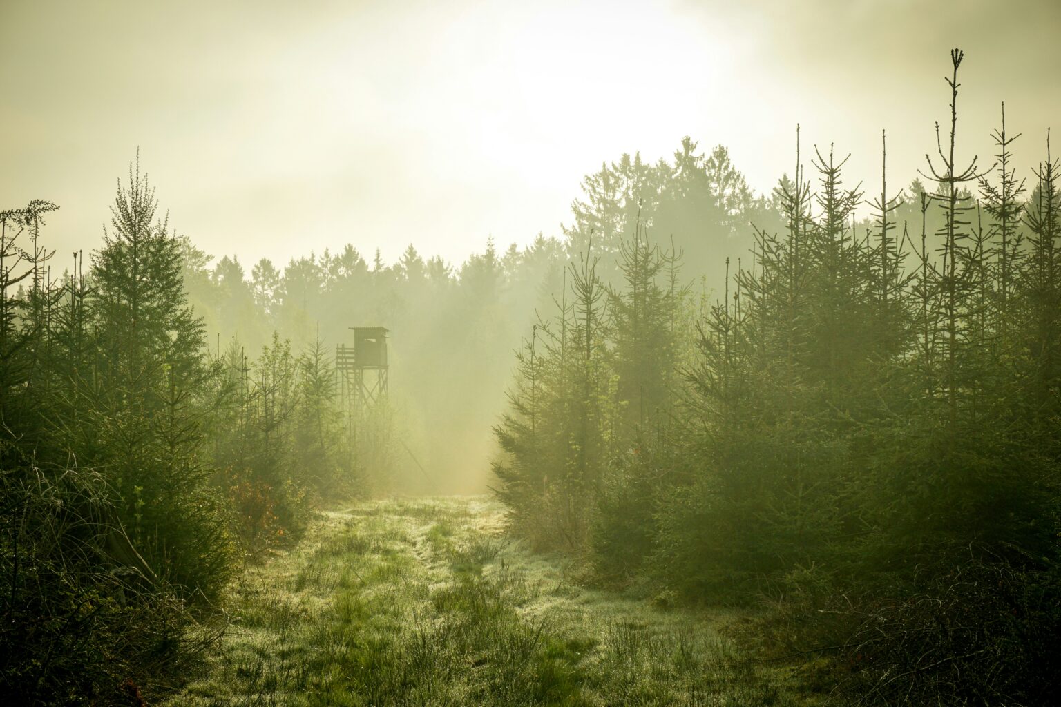 Hunting stand at the edge of a misty forest clearing