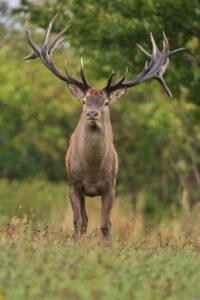 Red deer stag in tall grass