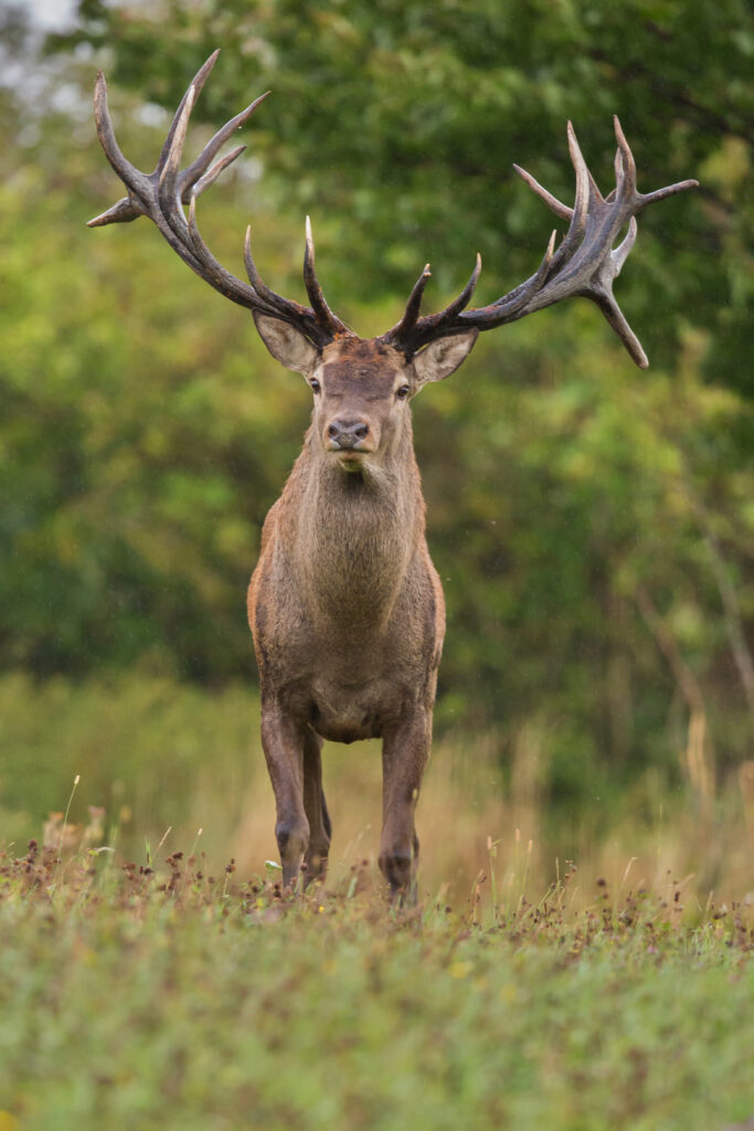 Stag standing in tall grass at the edge of the woods
